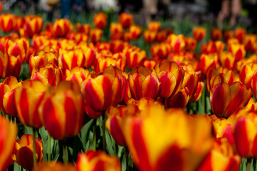 Obraz premium red and yellow tulips