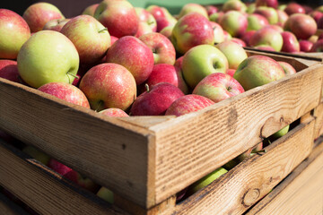 Ripe organic fresh apples in a wooden box. New harvest.