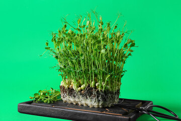 Wooden board with fresh micro green on color background