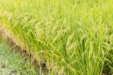 米が実ってきたの田んぼ（夏、9月、日本）