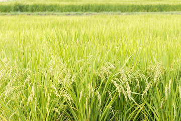 米が実ってきたの田んぼ（夏、9月、日本）