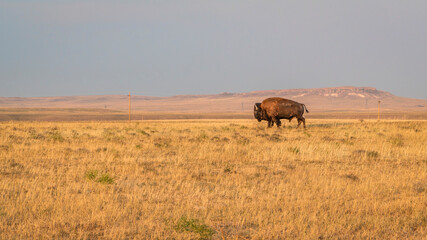 A lonely bison bull walking on a prairie in northern Colorado, late summer scenery with smoke and...