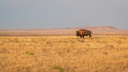 Foto op Plexiglas A lonely bison bull walking on a prairie in northern Colorado, late summer scenery with smoke and haze from distant wildfires © MarekPhotoDesign.com