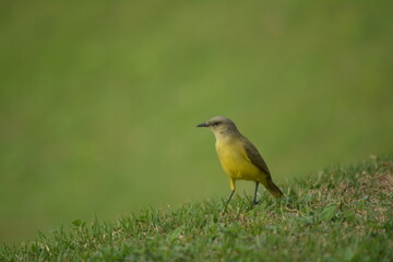 yellow wagtail on a green grass