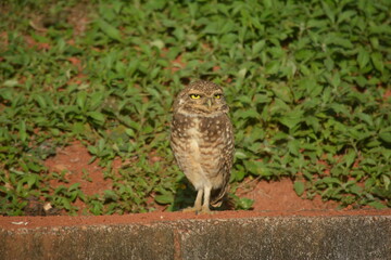 Shy owl