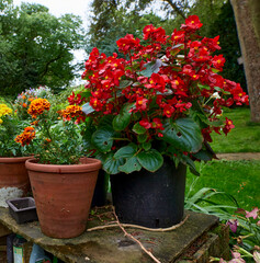 Bagonias and Marigolds in pots