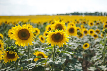 Sunflower field in Ukraine. Big field of blooming sunflowers