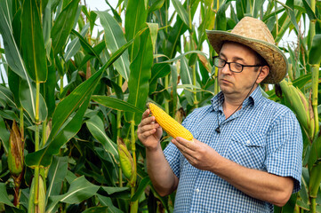 Senor farmer in hat and glasses inspects the corn crop in the vegetable garden. Ripe swing of corn in the hands of an agronomist