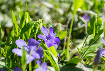 Blue periwinkle, vinca minor, climbing ornamental plant