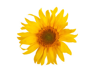 yellow sunflower with leaves and petals, isolate on a white background