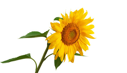 yellow sunflower with leaves and petals, isolate on a white background