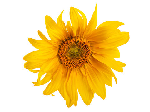 yellow sunflower with leaves and petals, isolate on a white background © Елена Челышева