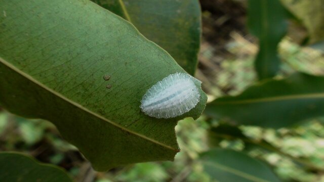 inseto lagarta mariposa &ndash; acraga coa