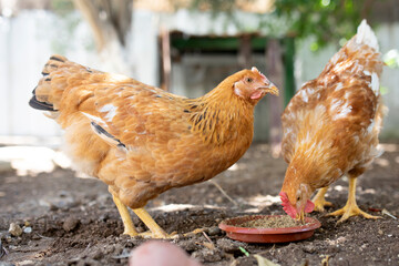 livestock chickens feeding at the farm yard