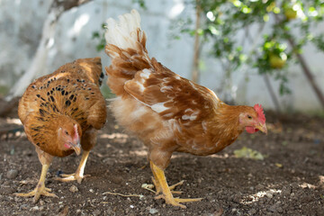 livestock chickens feeding at the farm yard
