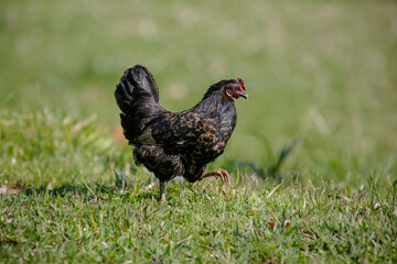 Chickens eating bush of various types and sizes on the grass in the field.
