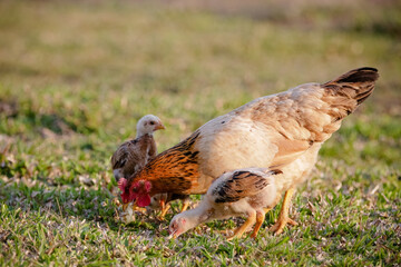 Chickens eating bush of various types and sizes on the grass in the field.
