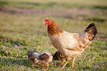 Chickens eating bush of various types and sizes on the grass in the field.
