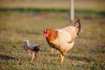 Chickens eating bush of various types and sizes on the grass in the field.
