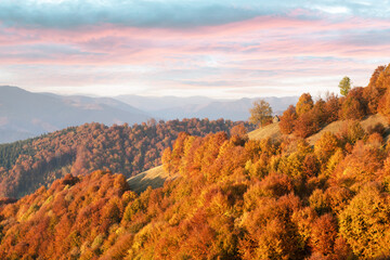 Picturesque autumn forest with wooden house and red beech trees in the Carpathian mountains,...