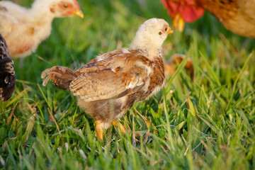 Chickens eating bush of various types and sizes on the grass in the field.
