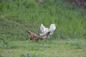 Chickens eating bush of various types and sizes on the grass in the field.
