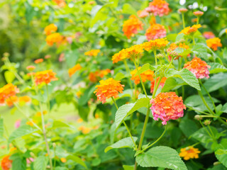 満開のランタナ