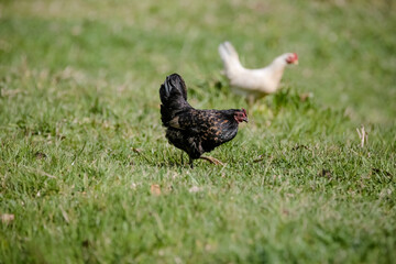 Chickens eating bush of various types and sizes on the grass in the field.
