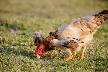 Chickens eating bush of various types and sizes on the grass in the field.
