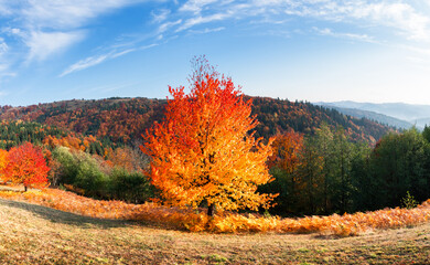 Panorama of picturesque autumn mountains with red beech forest in the foreground. Landscape photography