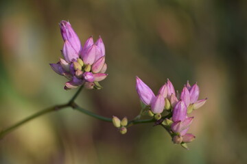 flor lilás no Cerrado