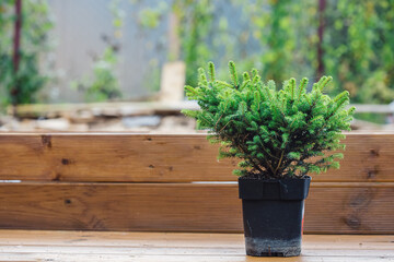 A small seedling of a decorative spruce in a pot on a wooden bench