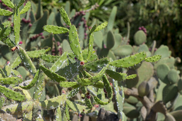 Closeup shot of a Cochineal cactus in a park on a blurred background