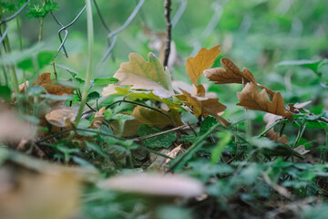 Yellowing foliage on withered grass close-up, selective focus