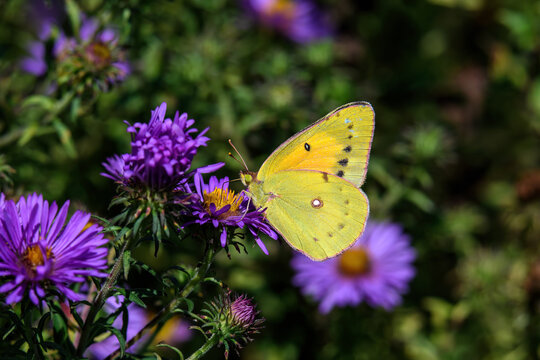 Male Orange sulfur butterfly or Colias eurytheme on New England Aster in the late summer sun. It is also known as alfalfa butterfly and belongs to the lowland group of clouded yellows and sulphurs. 