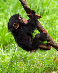Cute baby chimpanzee climbing a vine