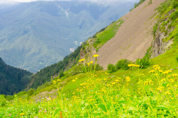 Mountain meadows with green grass and flowers on a sunny day