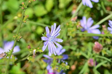flowers in the garden