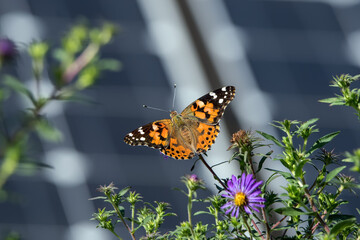 Painted lady or Vanessa cardui a well-known colorful butterfly with a backdrop of solar panels on a...