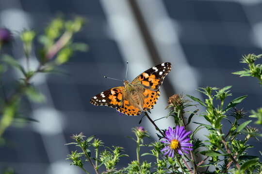 Painted lady or Vanessa cardui a well-known colorful butterfly with a backdrop of solar panels on a late summers day. Butterflies and solar panels form a sustainable climate change alliance.