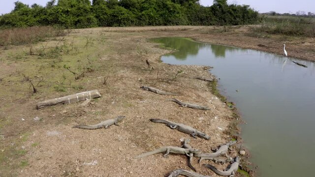 As a drought hits the Brazilian Pantanal, Yacare Caiman alligators are left starving in a small waterhole - aerial view
