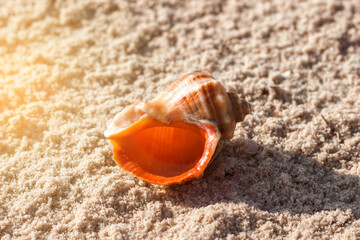 An empty sink rapana lies on the clear sand at sunset