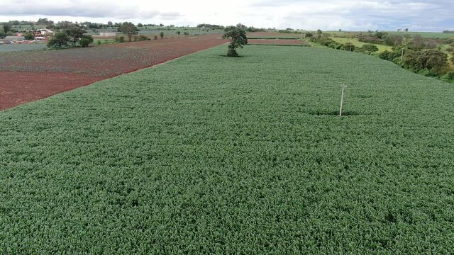 4K Horizontal videos about an agave field and sowing field, on mexican lands for tequila and meal production