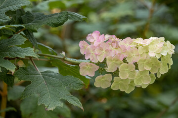 Single Hydrangea quercifolia Snowflake flower