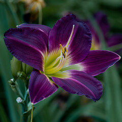 Single deep blue - purple Hemerocallis flower in early 