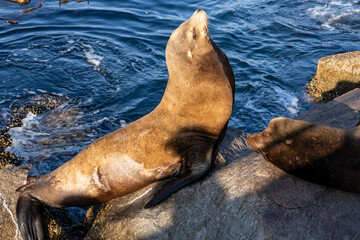 Sea lions in Monterey Bay