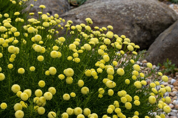 Santolina rosmarinifolia Primrose Gem plant in flower in summer