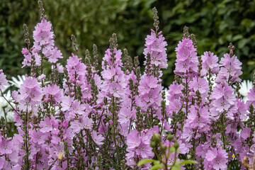 Mass of pale pink Sidalcea Elsie Heugh flowers in summer