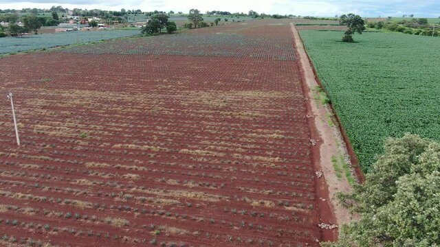 4K Horizontal videos about an agave field and sowing field, on mexican lands for tequila and meal production