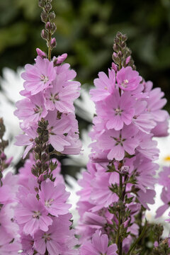 Close up of Sidalcea Elsie Heugh in late summer